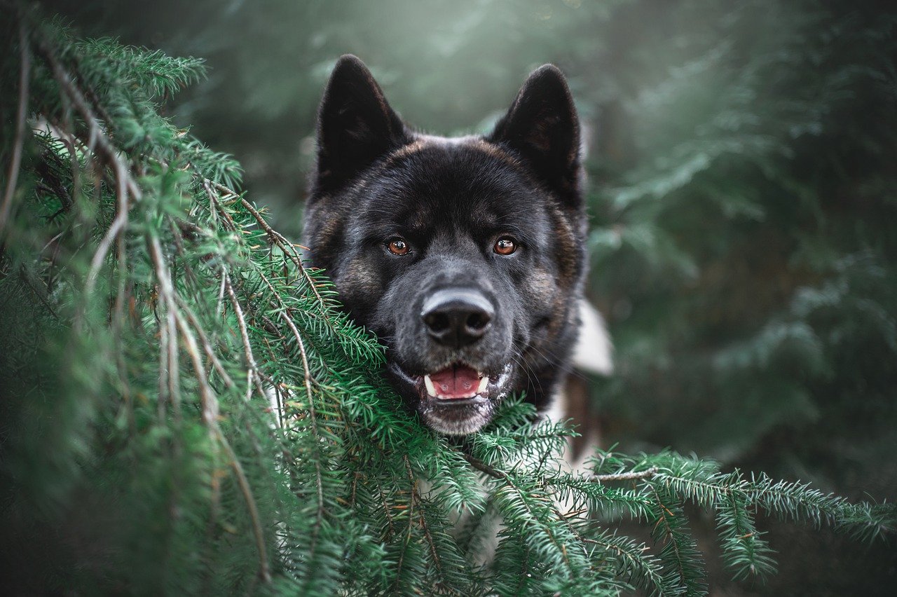 akita, tree, dog-5964180.jpg